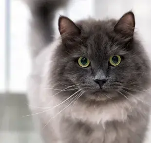 Los gatos Nebelung son una combinación perfecta de belleza, inteligencia y afecto