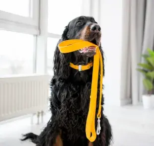 Aprende todo sobre los tipos de collares para perros 