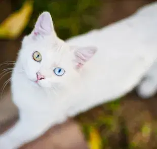 Los gatos blancos con ambos ojos azules tienen de un 65 a 85% de nacer sordos