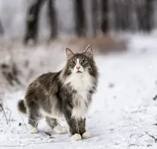 El gato del bosque de Noruega también es conocido como Wegie