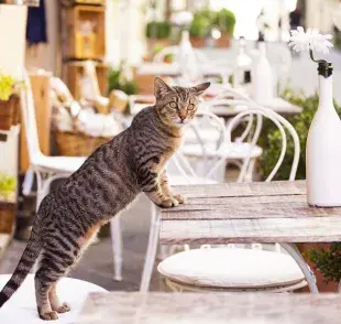 El gato romano es el ancestro del gato doméstico que conocemos hoy en día