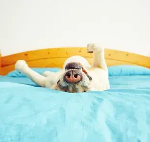 ¿Para qué sirve la cama elevada para perro?
