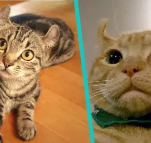 American Curl: Todo sobre la raza de gato con las orejas más chistosas