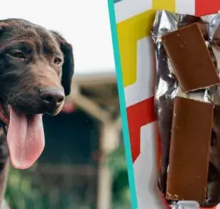 6 razones para no darle chocolate a tu perro