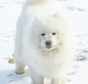 10 curiosidades del perro Samoyedo