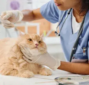Riesgos de no quitarle los puntos quirúrgicos a un gato