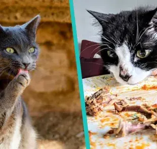 5 alimentos que un gato nunca debe comer, el último es el peor de todos