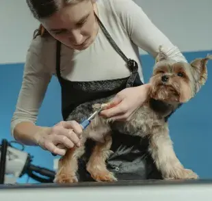 Pero no olvides que cortar las uñas de tu perro es un procedimiento simple si se hace correctamente
