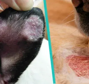 Qué es la dermatofitosis en perros y cómo detectarla