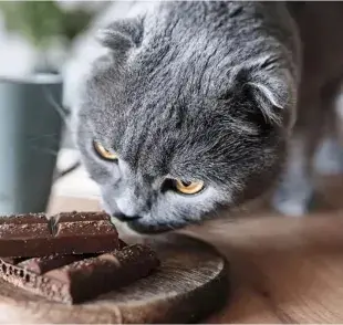 ¿Los gatos pueden comer chocolate?