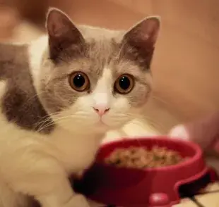 Este es el motivo por el que los gatos no comen si su plato no está completamente lleno de comida
