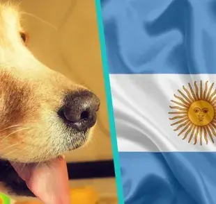 Los 3 hoteles para perros mejor rankeados en Argentina