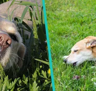 Los perros no siempre comen pasto para purgarse, te decimos los motivos