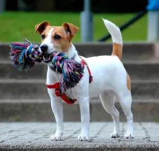 6 datos curiosos sobre el carácter del Jack Russell Terrier 