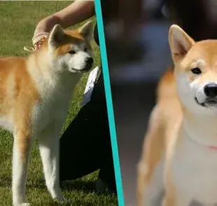 Cómo diferenciar un perro Akita de un Shiba Inu