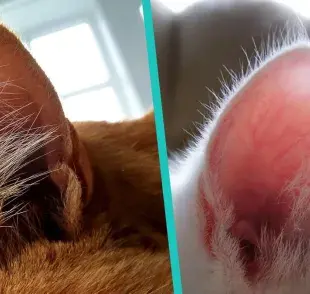 ¿Las orejas de los gatos se limpian? Aprende a limpiar las orejas de tu gato paso a paso