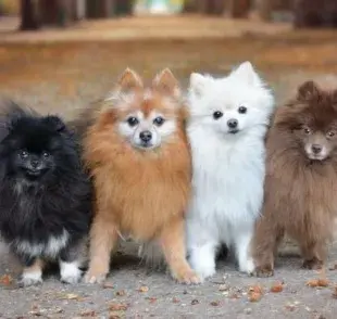 ¿Cuántos tipos de pomeranian existen?