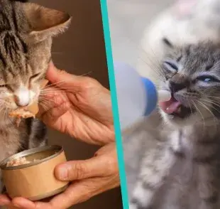 ¿Cuál es la mejor comida para gatos bebés?