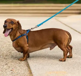 Cuida la espalda de tu perro salchicha, es muy importante