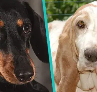 Diferencias entre el perro Dachshund y el Basset Hound