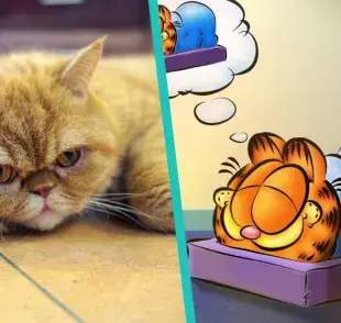 ¿Qué raza de gato es Garfield?
