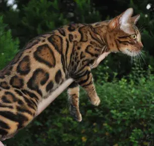 ¿Gato de bengala o gato de bengalí? Cuál es el nombre correcto de este felino