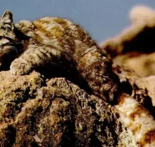 Gato andino o Gato de los Andes, ¡en peligro de extinción!