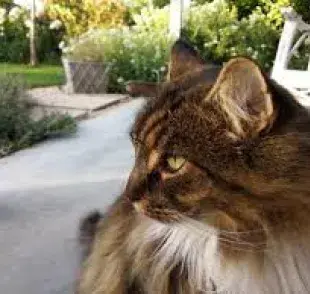 ¿Quieres adoptar un gato peludo? Estas son las razas de gatos más peludas del mundo