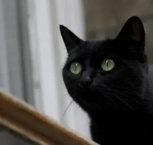 Gato negro, ¿por qué lo relacionan con "mala suerte"?