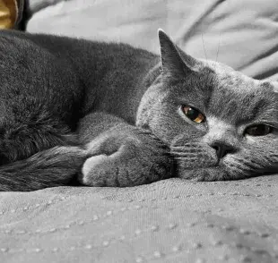 Gato gris triste. Foto: Envato/alimdok