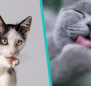 ¿De verdad funciona el baño de lengua de los gatos? Te contamos si de verdad quedan limpios
