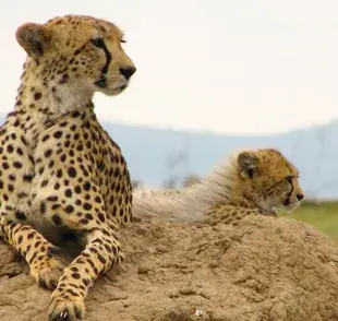 Qué animales salvajes son parte de la familia de los gatos 