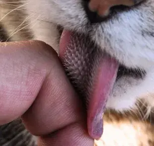 ¿Por qué la lengua de los gatos es rasposa?