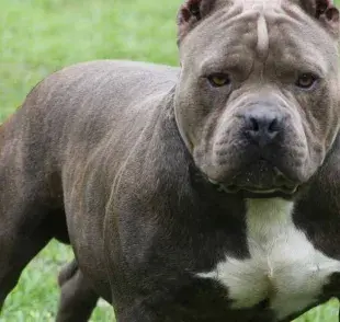 ¿Por qué dicen que el perro Pitbull es peligroso?