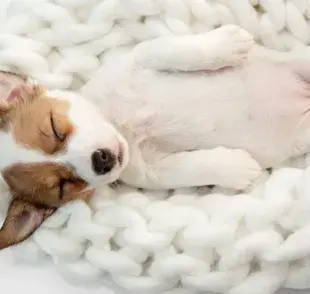 ¿Tu cachorro duerme demasiado? Te decimos si es normal