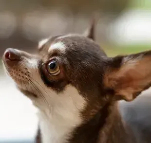 ¿Por qué los perros Chihuahua tiemblan tanto? 