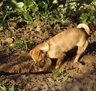 ¿Por qué los perros rascan hoyos en la tierra?