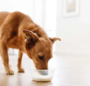 perro tomando leche. Foto: Envato/vadymvdrobot