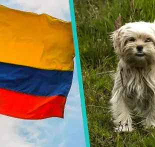 ¿Problemas con los vecinos por tu perro en Colombia?