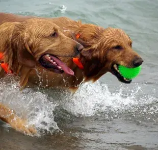 8 razas de perros que más disfrutan jugar con agua