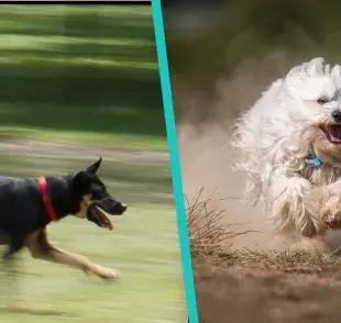 Top 6 de razas de perros para correr, ¡Comparte tu rutina con tu peludo!