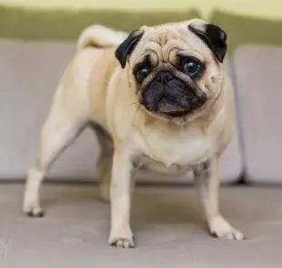 Pugmanía: esto es lo que debes saber antes de adoptar un pug