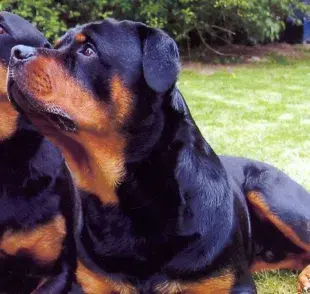 ¿Rottweiler es un perro peligroso?