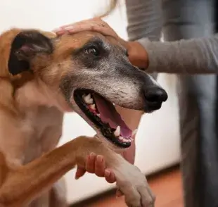 Síndrome de Cushing en perros, conócelo para poder ayudar a tu mascota