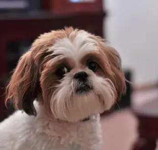 Shih Tzu, ¿qué cuidados especiales debe tener esta raza?