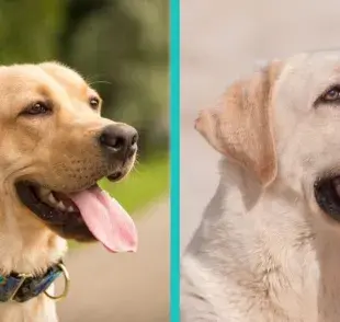 ¿Cuántos tipos de perro labrador hay?