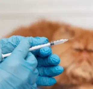 Estas son las vacunas que necesitan los gatos