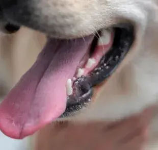 ¿A los perros se les caen los dientes?