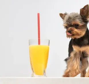 Bebidas para perros hechas en casa