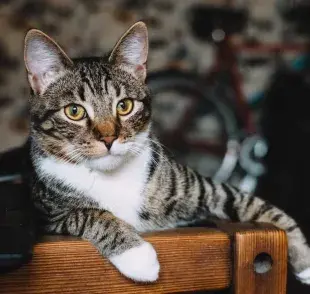 Gato sentado liberando feromonas que benefician su comportamiento. Foto: Pexels/freestocks.org